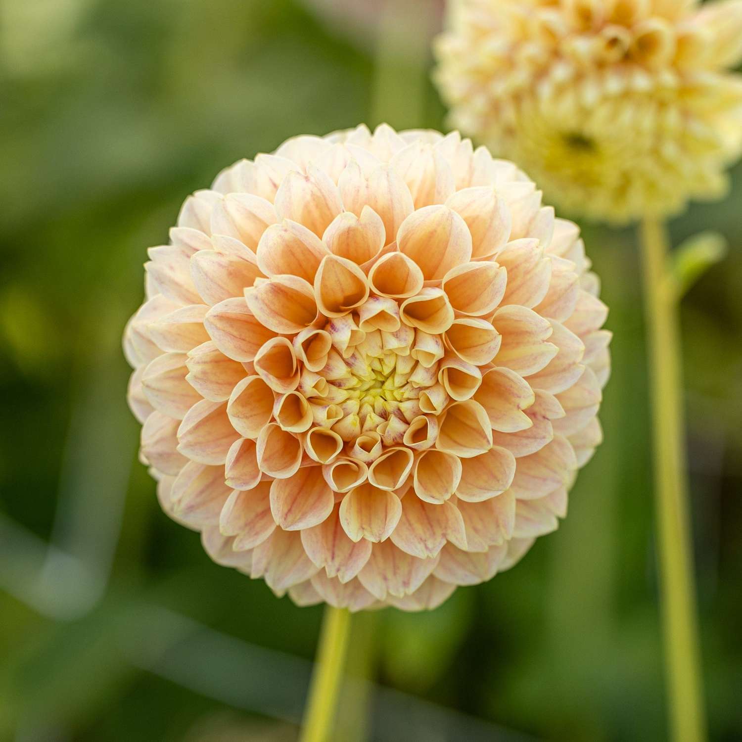 Dahlie 'Sweet Suzanne'